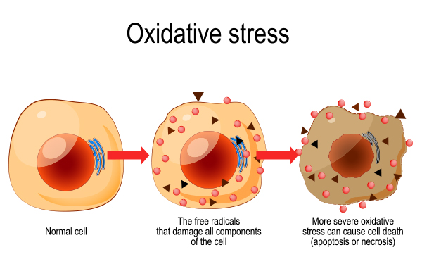 What is Oxidative Stress and how to Analyze it?