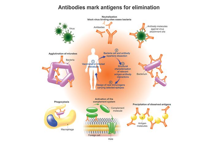 Monoclonal and Polyclonal Antibodies in Covid-19 Treatment