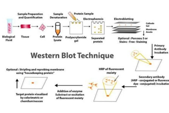 Methods for purifying and analysing proteins via western blotting